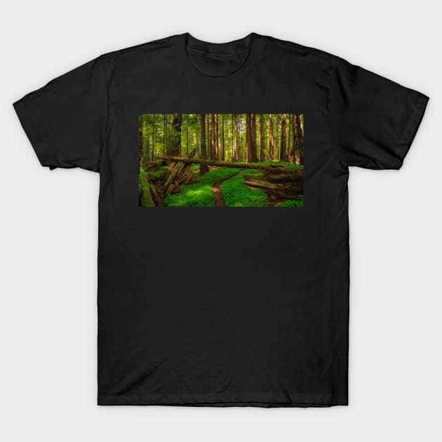 Redwood Forest T-Shirt by JeffreySchwartz